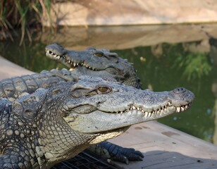 Obraz premium Two crocodiles close up by water