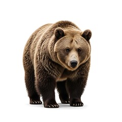 Powerful Brown Bear Facing Forward.