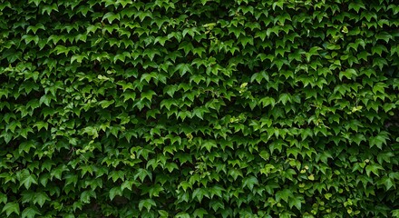 Green foliage wall background dense natural leaves texture