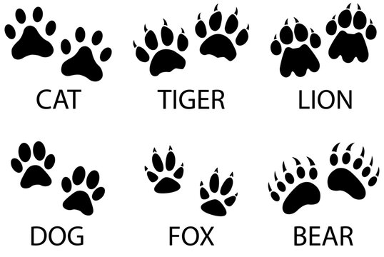 set of animal paw print Vector illustration of various animal paw print silhouettes cat tiger lion dog fox bear isolated on white background educational design