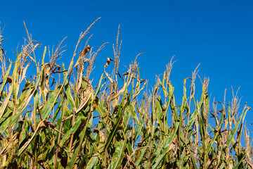 Golden September: A Ripe Cornfield Ready for Harvest in America’s Heartland