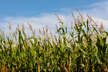 Obraz premium Golden September: A Ripe Cornfield Ready for Harvest in America’s Heartland