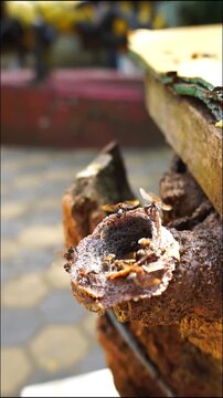 Stingless bees and their nest