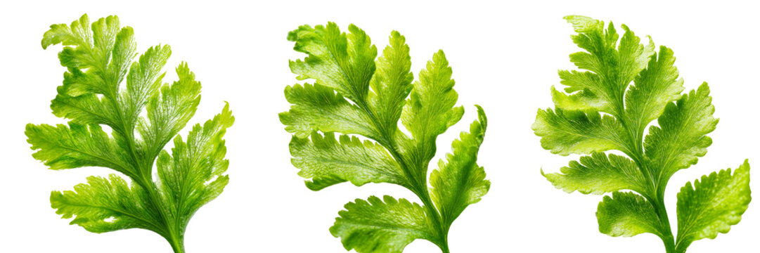 Set of Bright green cumin leaf on transparent png background. Ai generated