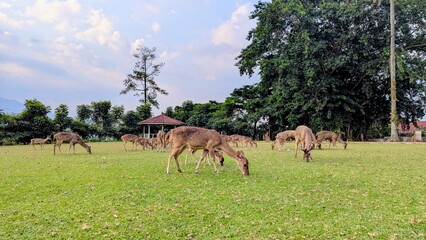 Red deer, cervus elpahus, couple in autum during mating season. Love between animals.