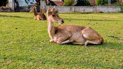 A portrait of a red deer stag as he stands proudly on the grass in a meadow with trees in the background