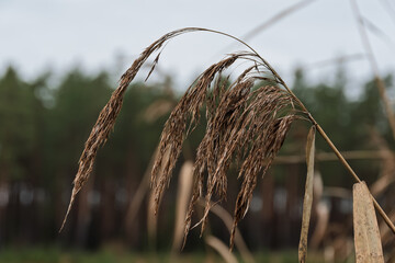 Close-up of a dry reed head (phragmites) with a soft, blurred background of a dark pine forest and an overcast sky. Cold November in Estonia
