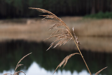 Close-up of a dry reed head (phragmites) with a soft, blurred background of a tranquil forest lake and pine treeline reflection. Cold November in Estonia.
