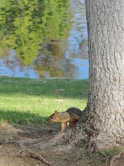 Squirrel comes around the tree to say hi