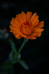 orange flower on black background