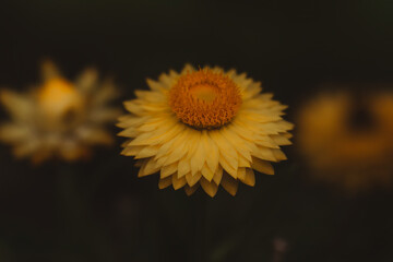 yellow daisy flower