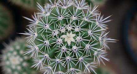 Close up of spiky green cactus plant from above