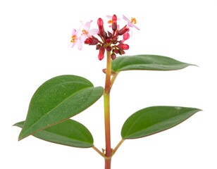 Obraz premium Close-up of a flowering plant
