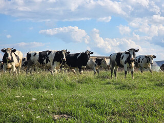 Curious Holstein cows looking towards the camera in a sunny green field with farm buildings