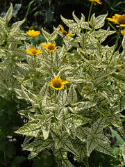 Close-up of vibrant variegated foliage with striking green and cream patterns and cheerful yellow daisy-like blossoms in a garden setting.