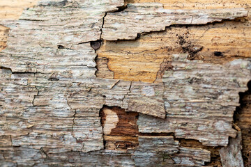 Falling dry tree bark texture