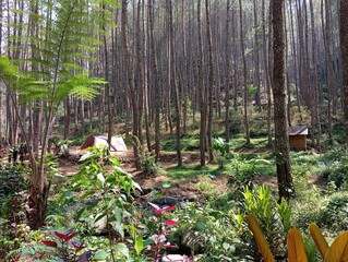 forest in the spring