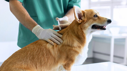 Pembroke Welsh Corgi dog getting vaccine injection during appointment in private veterinary clinic,...