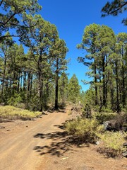 Fototapeta premium Canary pine tree forest on a sunny day with blue sky in Teide National Park, Tenerife, Canary Islands, Spain