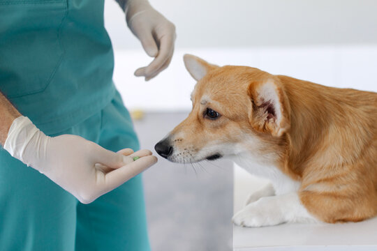Vet doctor giving pill to Pembroke Welsh Corgi dog during checkup, giving treatment to puppy in vet clinic office, closeup shot