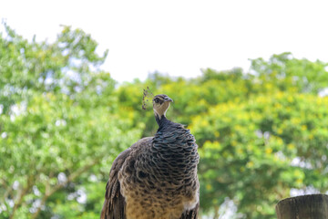 Frontal portrait of the peahen (Pavo cristatus), showing camouflaged brown feathers, blue neck, and crest, against a bright green and white bokeh background.