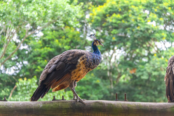 Peahen (Pavo cristatus) in profile, showing brown feathers and iridescent blue neck, balanced on a rustic wooden beam with a blurred green background.