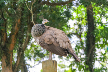 Peahen (Pavo cristatus) perched on a post, showing camouflaged brown plumage and iridescent green neck, against a bright, green canopy background.