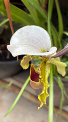 Close-up of Slipper Orchid (Paphiopedilum) with white dorsal sepal, wine-pouch lip, and lime-green...