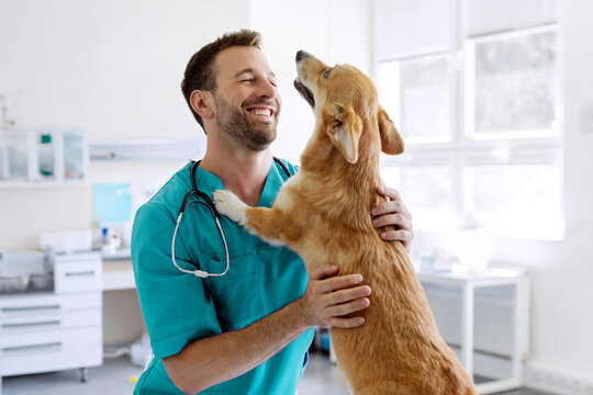 Friendly man vet doctor in uniform playing with Pembroke Welsh Corgi dog after treatment in vet clinic office