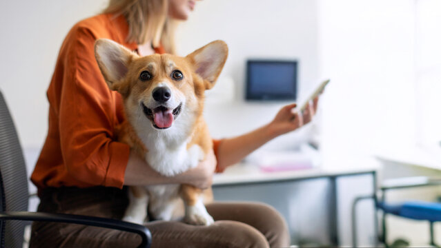 Pembroke Welsh corgi dog sitting at female owner laps, woman using cellphone in veterinary clinic, waiting for checkup, panorama with free space