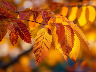Golden Autumn Leaves