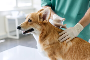 Pembroke Welsh Corgi dog receiving vaccination during checkup in vet clinic, sitting on table while male veterinarian vaccinating him