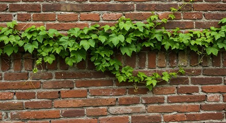 Green vine growing along red brick wall outdoors in sunlight