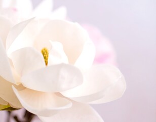 Obraz premium Close-up of a magnolia blossom