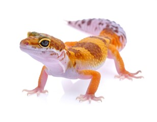 Vibrant Gecko: A Stunning Portrait of Exotic Reptilian Wildlife