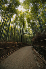 Fototapeta premium Kyoto, Japan: Footpath through the Arashiyama Bamboo Grove. Tall, dense bamboo stalks towering over the path. Nature reserve, forest walk.