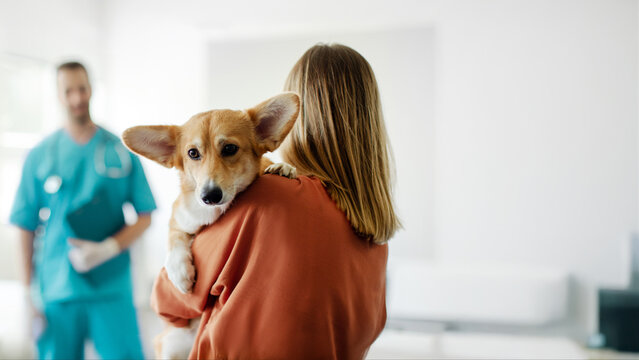 Woman holding Pembroke Welsh Corgi dog, standing in vet clinic carrying her puppy, visiting private clinic, panorama with free space