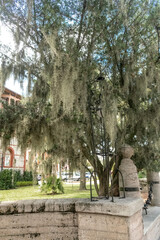 Obraz premium Tranquil garden view with Spanish moss and stone sculpture