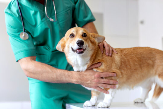 Male veterinarian touching and examining afraid Pembroke Welsh Corgi dog during checkup at vet clinic, closeup shot - Powered by Adobe