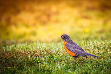 A Red Robin on grass