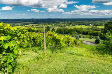 Naklejka premium Peaceful Rural Winery View with Rows of Grapevines and Scenic Horizon, USA
