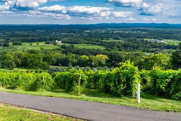 Scenic Wine Plantation in Virginia Farmland with Lush Vines and Cloudy Sky