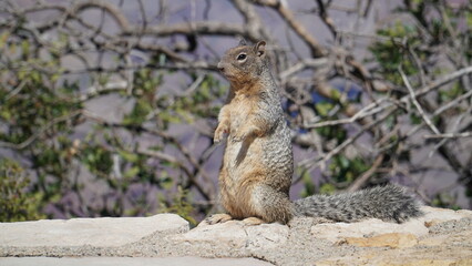 Squirrel from the Grand Canyon, Arizona #2