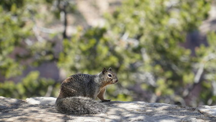 Squirrel from the Grand Canyon, Arizona #4
