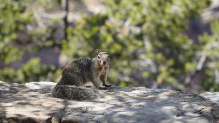 Squirrel from the Grand Canyon, Arizona #5
