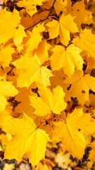 Fototapeta premium Vibrant autumn leaves (5)