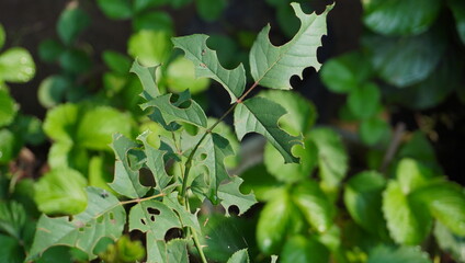 rose flower leaves that are eaten by caterpillars