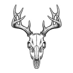 Detailed Deer Skull with Antlers, Graphic Design.