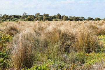 grasses in coastal landscape in inner bayside Melbourne