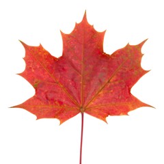 Fototapeta premium Vibrant autumn maple leaf against white